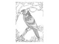 Omaľovánky antistresové Vtáky a Kvety 210x296/32s